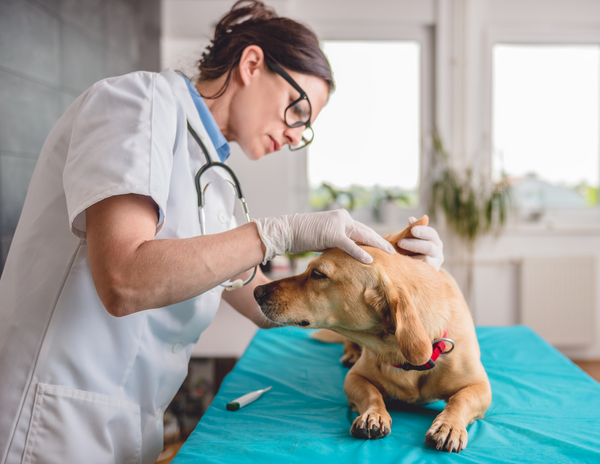 How to Choose the Best Vet for Your Pet