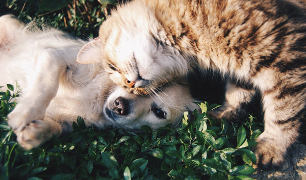 What is a Pet Directive and Why Does My Pet Need One?
