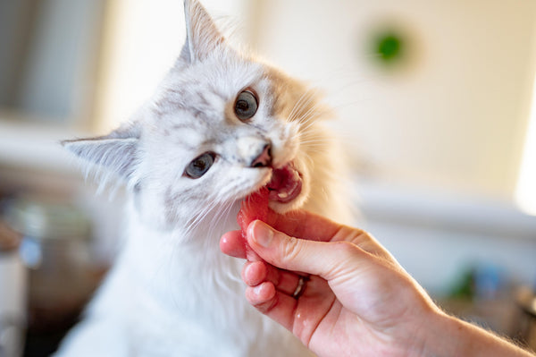 The Best Cat Food Brands for Sensitive Feline Stomachs